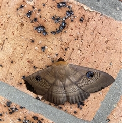 Dasypodia selenophora at Griffith, ACT - suppressed