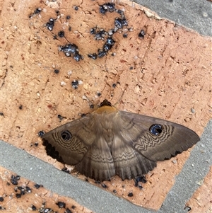 Dasypodia selenophora at Griffith, ACT - suppressed