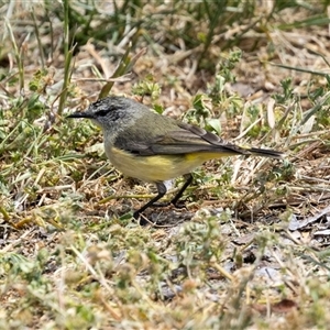 Acanthiza chrysorrhoa at Nicholls, ACT - 1 Nov 2024 02:15 PM