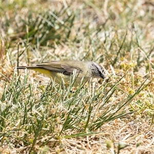 Acanthiza chrysorrhoa at Nicholls, ACT - 1 Nov 2024