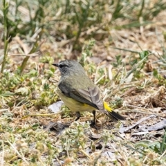 Acanthiza chrysorrhoa at Nicholls, ACT - 1 Nov 2024 02:15 PM