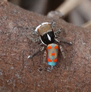 Maratus pavonis at Wallaroo, NSW - 2 Nov 2024