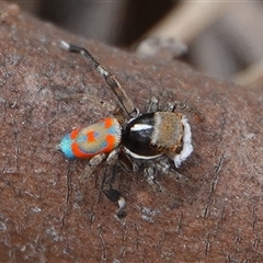 Maratus pavonis at Wallaroo, NSW - suppressed