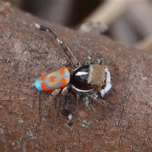 Maratus pavonis at Wallaroo, NSW - suppressed