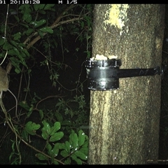 Unidentified Rodent at Shark Creek, NSW - 31 Oct 2024 by Topwood