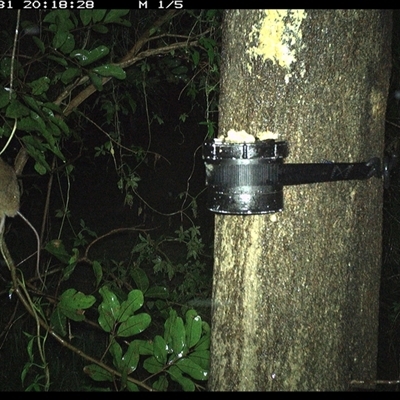 Melomys burtoni at Shark Creek, NSW - 31 Oct 2024 by Topwood