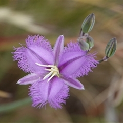 Thysanotus tuberosus (Common Fringe-lily) at Wallaroo, NSW - 2 Nov 2024 by Anna123