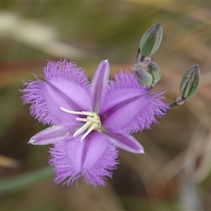 Thysanotus tuberosus at Wallaroo, NSW - 2 Nov 2024