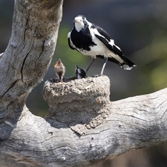 Grallina cyanoleuca (Magpie-lark) at Gungahlin, ACT - 1 Nov 2024 by AlisonMilton