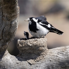 Grallina cyanoleuca at Gungahlin, ACT - 1 Nov 2024 02:56 PM