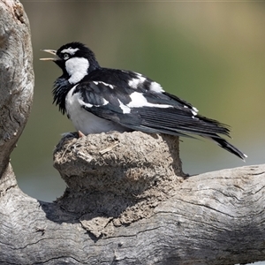 Grallina cyanoleuca at Gungahlin, ACT - 1 Nov 2024 02:56 PM