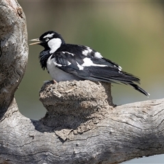 Grallina cyanoleuca at Gungahlin, ACT - 1 Nov 2024 02:56 PM