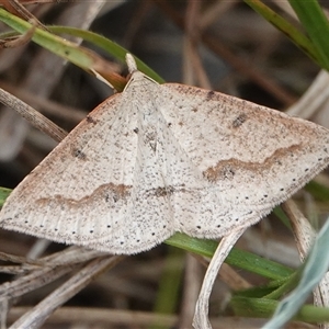 Taxeotis stereospila at Wallaroo, NSW - 2 Nov 2024