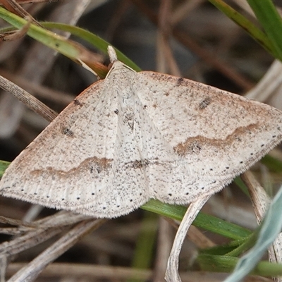 Taxeotis stereospila (Taxeotis stereospila) at Wallaroo, NSW - 2 Nov 2024 by Anna123