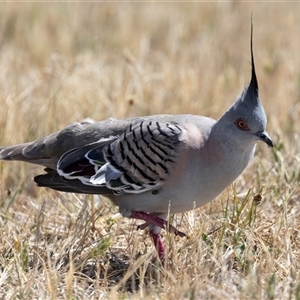 Ocyphaps lophotes at Gungahlin, ACT - 1 Nov 2024