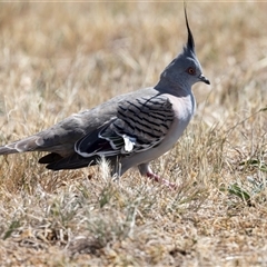 Ocyphaps lophotes at Gungahlin, ACT - 1 Nov 2024