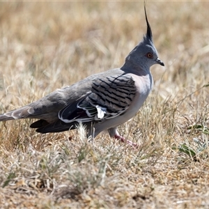 Ocyphaps lophotes at Gungahlin, ACT - 1 Nov 2024 03:12 PM