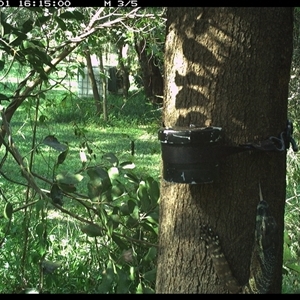 Varanus varius at Shark Creek, NSW - suppressed