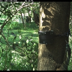 Varanus varius at Shark Creek, NSW - suppressed
