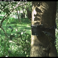 Varanus varius at Shark Creek, NSW - suppressed