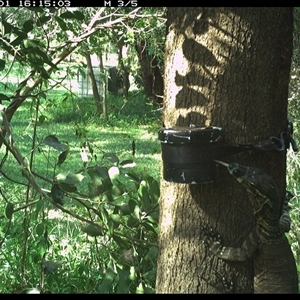 Varanus varius at Shark Creek, NSW - suppressed