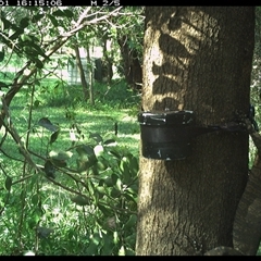 Varanus varius at Shark Creek, NSW - suppressed