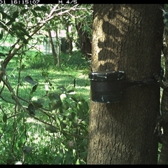 Varanus varius at Shark Creek, NSW - suppressed