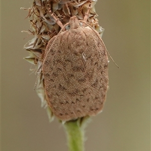 Garrha repandula at Wallaroo, NSW - 2 Nov 2024