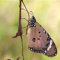 Danaus petilia at Wodonga, VIC - 1 Nov 2024 by KylieWaldon