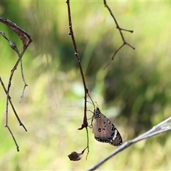 Unidentified at suppressed - 2 Nov 2024