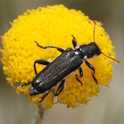 Eleale simplex (Clerid beetle) at Wallaroo, NSW - 2 Nov 2024 by Anna123