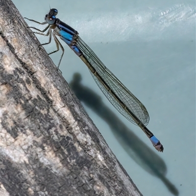 Ischnura heterosticta (Common Bluetail Damselfly) at Googong, NSW - 26 Oct 2024 by WHall