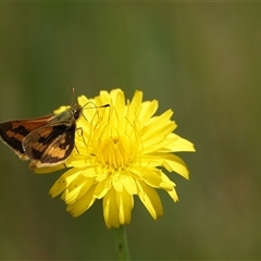 Ocybadistes walkeri (Green Grass-dart) at Wallaroo, NSW - 2 Nov 2024 by Anna123