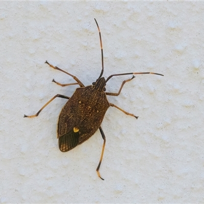 Poecilometis sp. (genus) (A Gum Tree Shield Bug) at Googong, NSW - 26 Oct 2024 by WHall