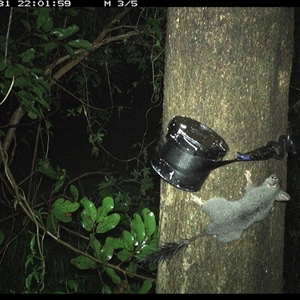 Phascogale tapoatafa at Shark Creek, NSW - 31 Oct 2024 10:07 PM