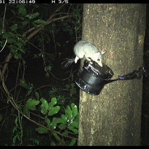 Phascogale tapoatafa at Shark Creek, NSW - 31 Oct 2024 10:07 PM