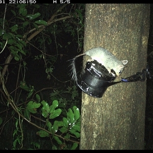 Phascogale tapoatafa at Shark Creek, NSW - 31 Oct 2024 10:07 PM