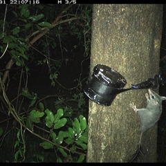 Phascogale tapoatafa at Shark Creek, NSW - 31 Oct 2024 10:07 PM