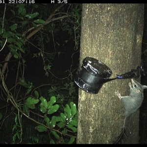 Phascogale tapoatafa at Shark Creek, NSW - 31 Oct 2024 10:07 PM