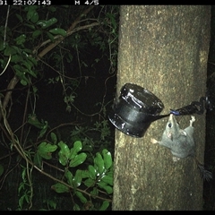 Phascogale tapoatafa at Shark Creek, NSW - 31 Oct 2024 10:07 PM