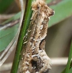 Moerarchis inconcisella (A tineid moth) at Wallaroo, NSW - 2 Nov 2024 by Anna123