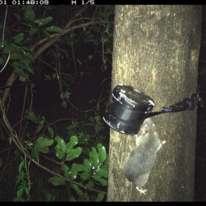 Unidentified Rodent at Shark Creek, NSW by Topwood