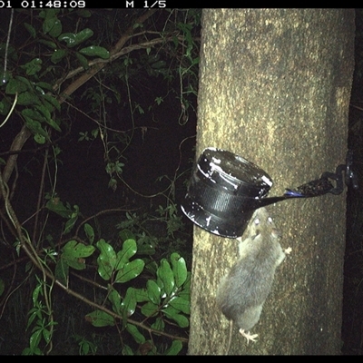 Unidentified Rodent at Shark Creek, NSW - 1 Nov 2024 by Topwood