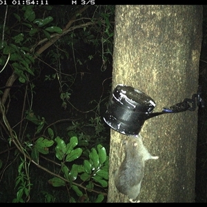 Unidentified Rodent at Shark Creek, NSW by Topwood