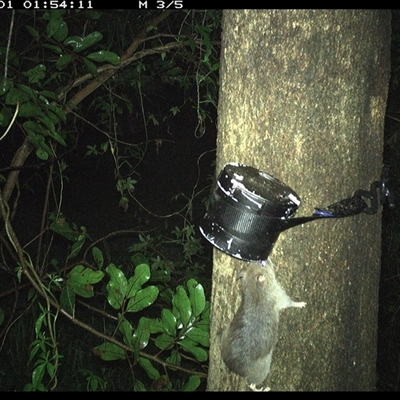 Unidentified Rodent at Shark Creek, NSW - 31 Oct 2024 by Topwood