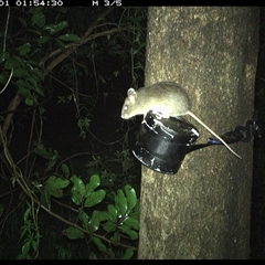 Rattus sp. at Shark Creek, NSW - 1 Nov 2024 01:54 AM