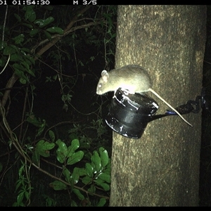 Rattus sp. at Shark Creek, NSW - 1 Nov 2024 01:54 AM