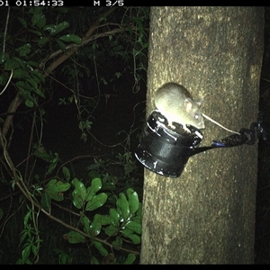 Rattus sp. at Shark Creek, NSW - 1 Nov 2024 01:54 AM