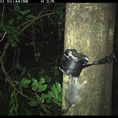 Phascogale tapoatafa (Brush-tailed Phascogale) at Shark Creek, NSW - 1 Nov 2024 by Topwood