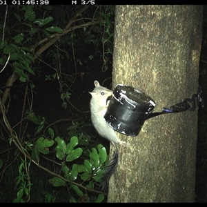 Phascogale tapoatafa at Shark Creek, NSW - 1 Nov 2024